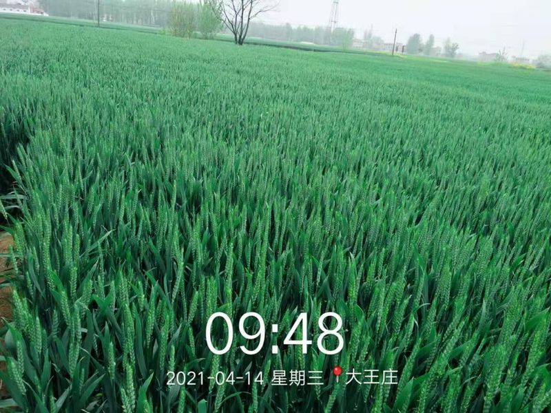 安徽臨泉，苑豐12，大田表現