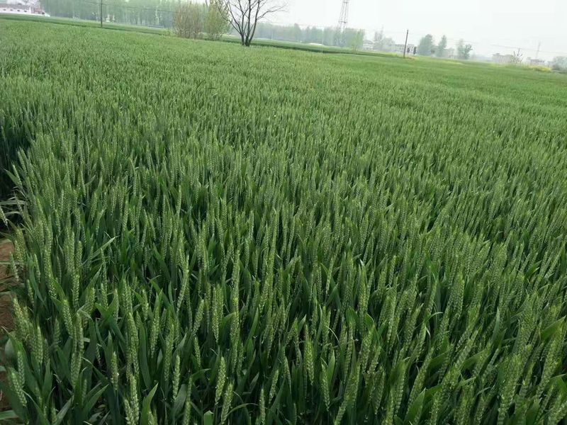 安徽臨泉，苑豐12，大田表現