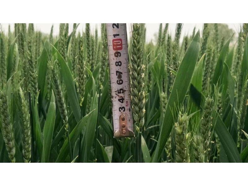 安徽臨泉，苑豐12，大田表現